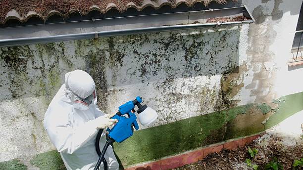 Top rated local Mold Removal specialists in Union, MI